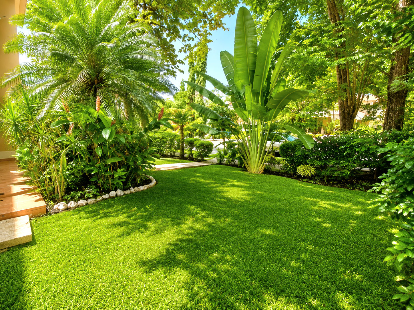 Mature tropical garden